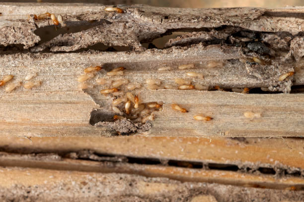 Best Local Pest Control Services  in Wapakoneta, OH
